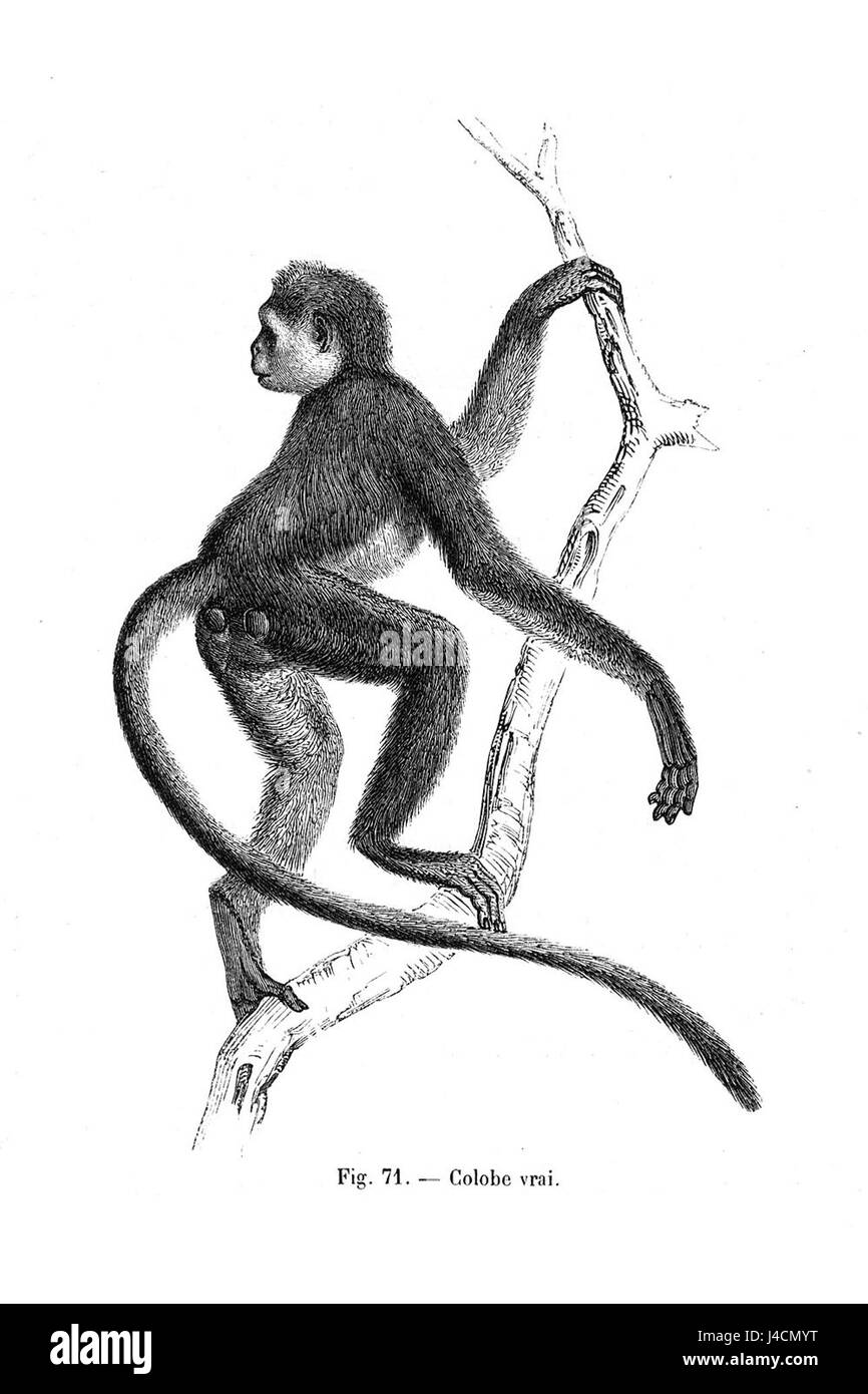 Procolobus verus, également connu sous le nom de singe colobus rouge de l'Ouest, est une espèce de primates présente en Afrique de l'Ouest. Il est connu pour sa fourrure rougeâtre et sa capacité à s’adapter à divers habitats forestiers de la région. Banque D'Images