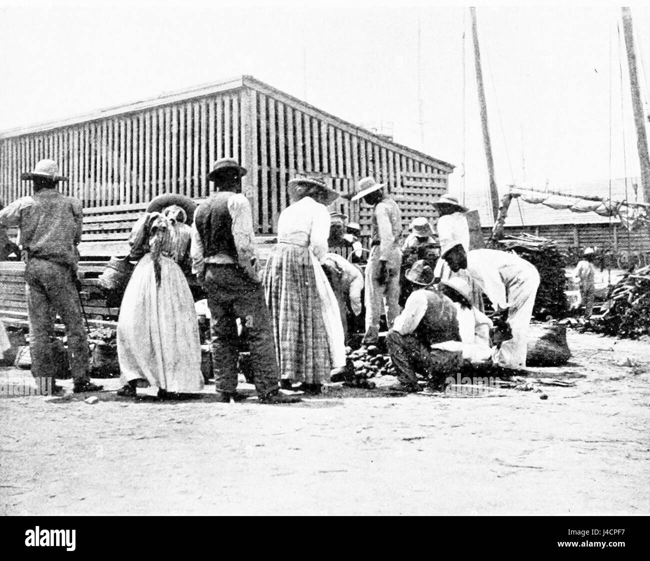 PSM V52 D802 Acheter des patates douces Banque D'Images