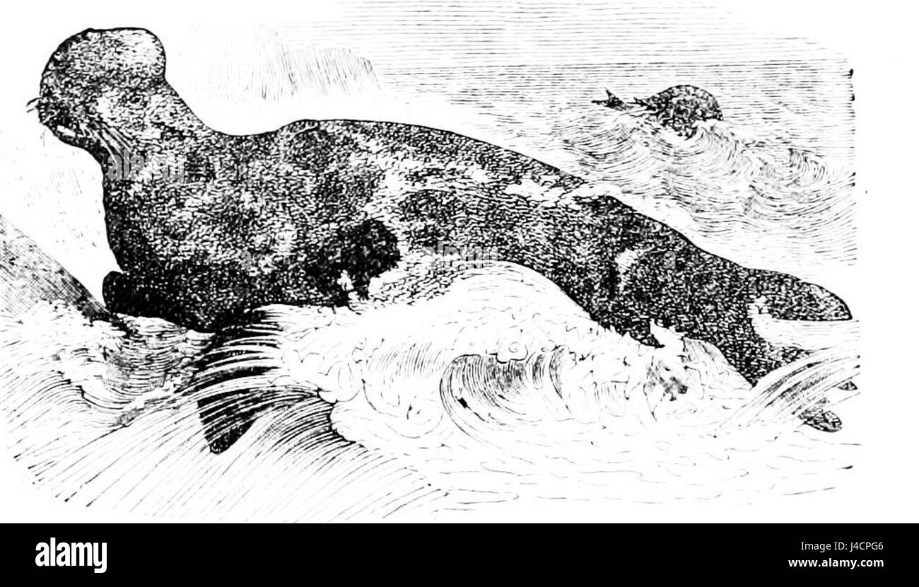 Le sceau à capuche, nom scientifique *Cystophora cristata*, est connu pour son capot gonflable distinctif. Cette espèce de phoque se trouve dans les océans Atlantique Nord et Arctique et est étudiée pour ses caractéristiques physiques et comportementales uniques. Banque D'Images