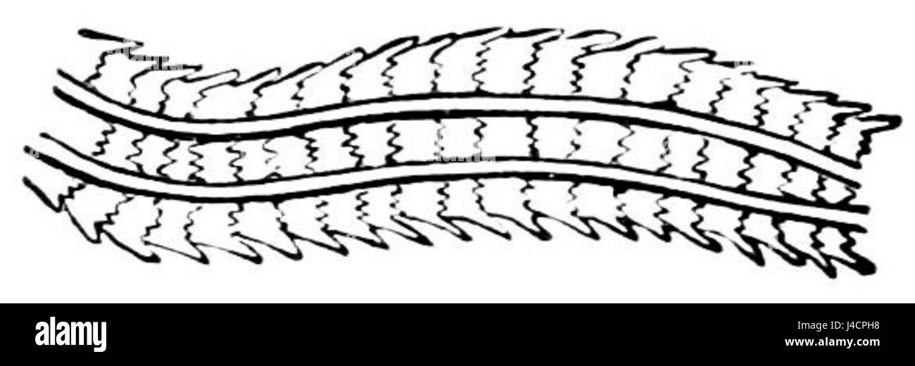 Une illustration scientifique de la publication du XIXe siècle "Popular Science Monthly" représentant le ruban lingual d'un buccal, mettant en évidence ses caractéristiques anatomiques. Banque D'Images