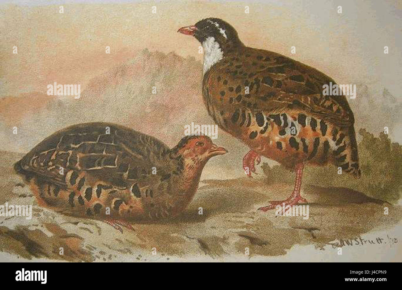 Perdicula erythrorhyncha, communément appelée perdrix à bec rouge, est une espèce d'oiseau originaire d'Asie. Connue pour son bec rouge frappant et son appel distinctif, cette espèce se trouve dans les zones forestières et fait l'objet d'études en écologie aviaire. Banque D'Images