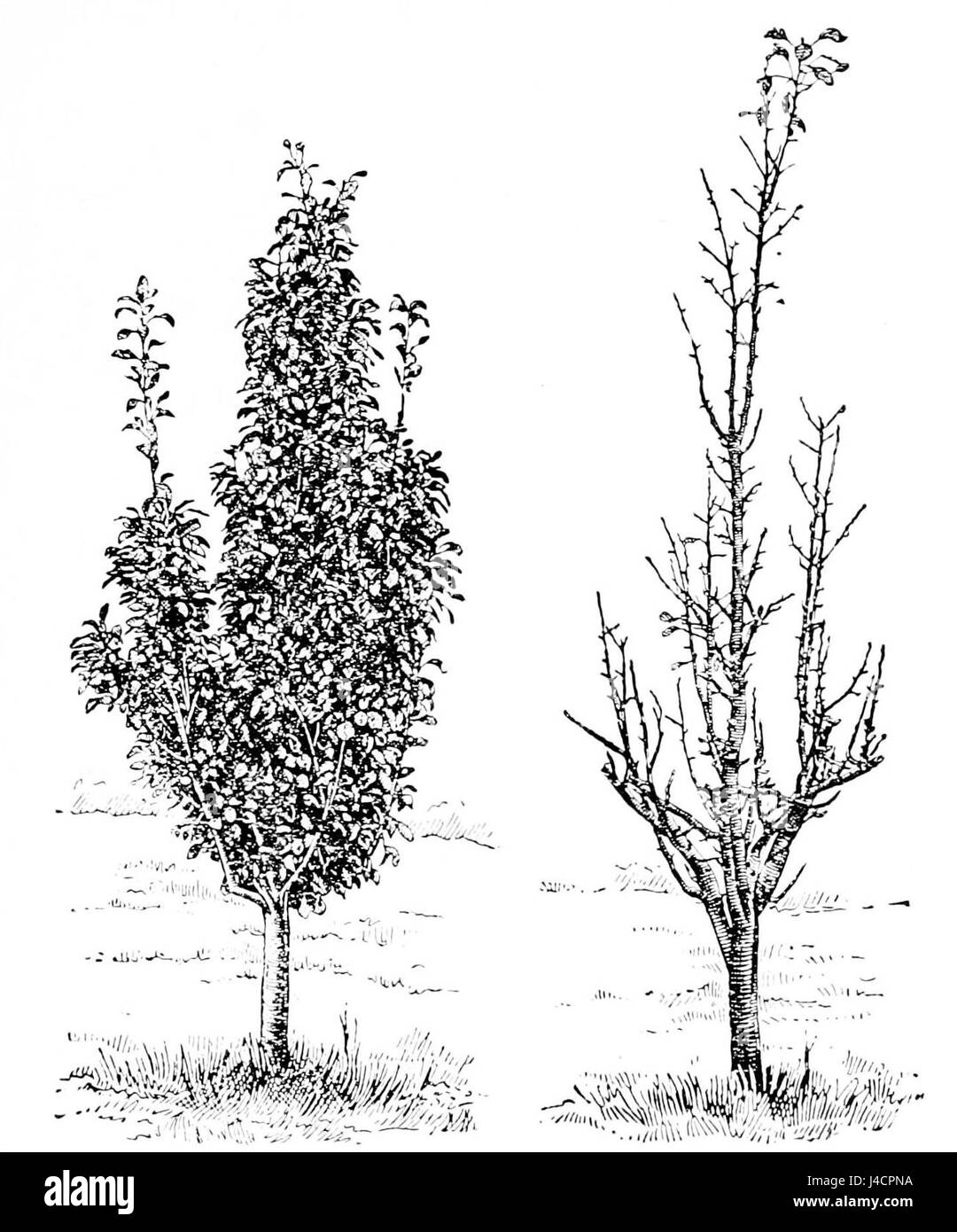 Cette expérience, documentée dans PSM V42 D665, compare les effets des poiriers traités et non traités avec le mildiou des feuilles, analysant l'impact des traitements sur la propagation de la maladie et la santé des arbres. Banque D'Images
