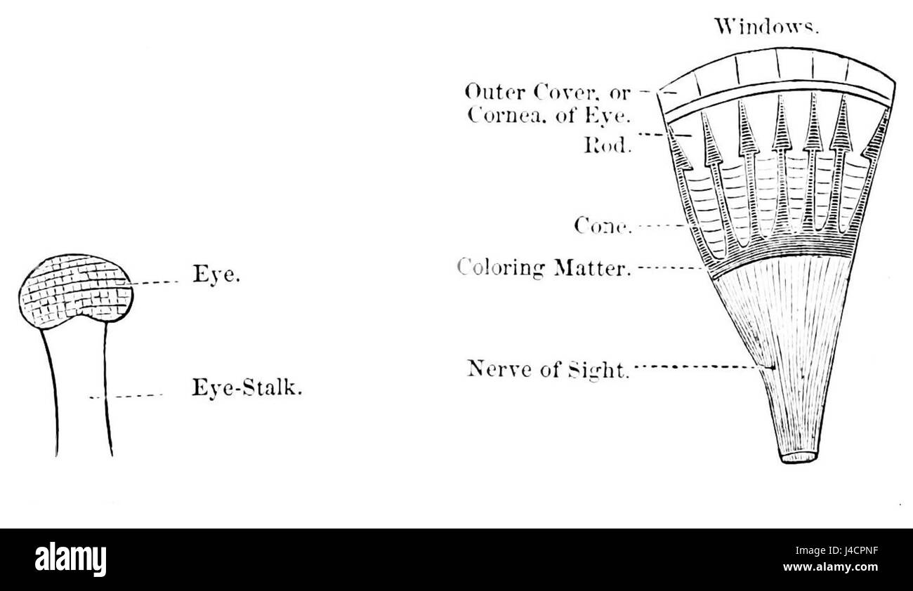 Une illustration du Popular Science Monthly, volume 6, représentant l'anatomie de la tige de l'œil d'un homard et des nerfs associés. Banque D'Images