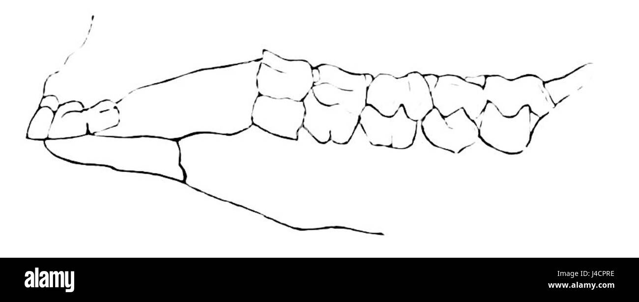 PSM V08 D431 représente les dents d'un kangourou, mettant en valeur leur structure spécialisée pour le pâturage et leur rôle dans l'alimentation de l'animal. Cette image fait partie d'une étude plus large de l'anatomie marsupiale. Banque D'Images