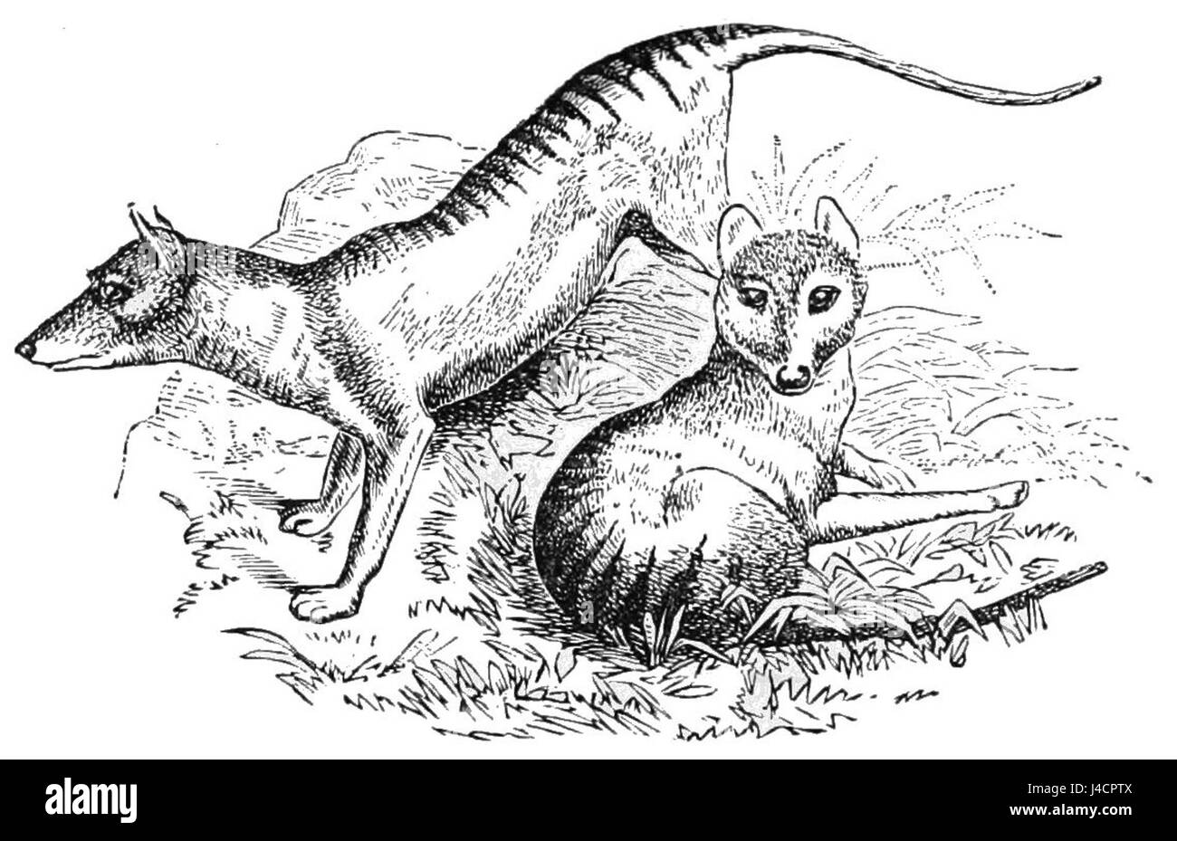 PSM V08 D440 loup de Tasmanie Banque D'Images