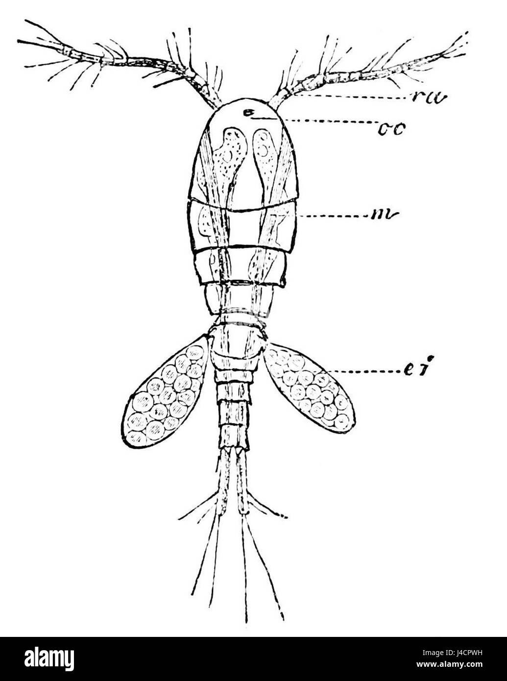 Cette illustration de PSM V35 D269 représente une créature ressemblant à un crabe ressemblant à un cyclope, potentiellement basée sur des études mythologiques ou scientifiques de créatures uniques. Banque D'Images