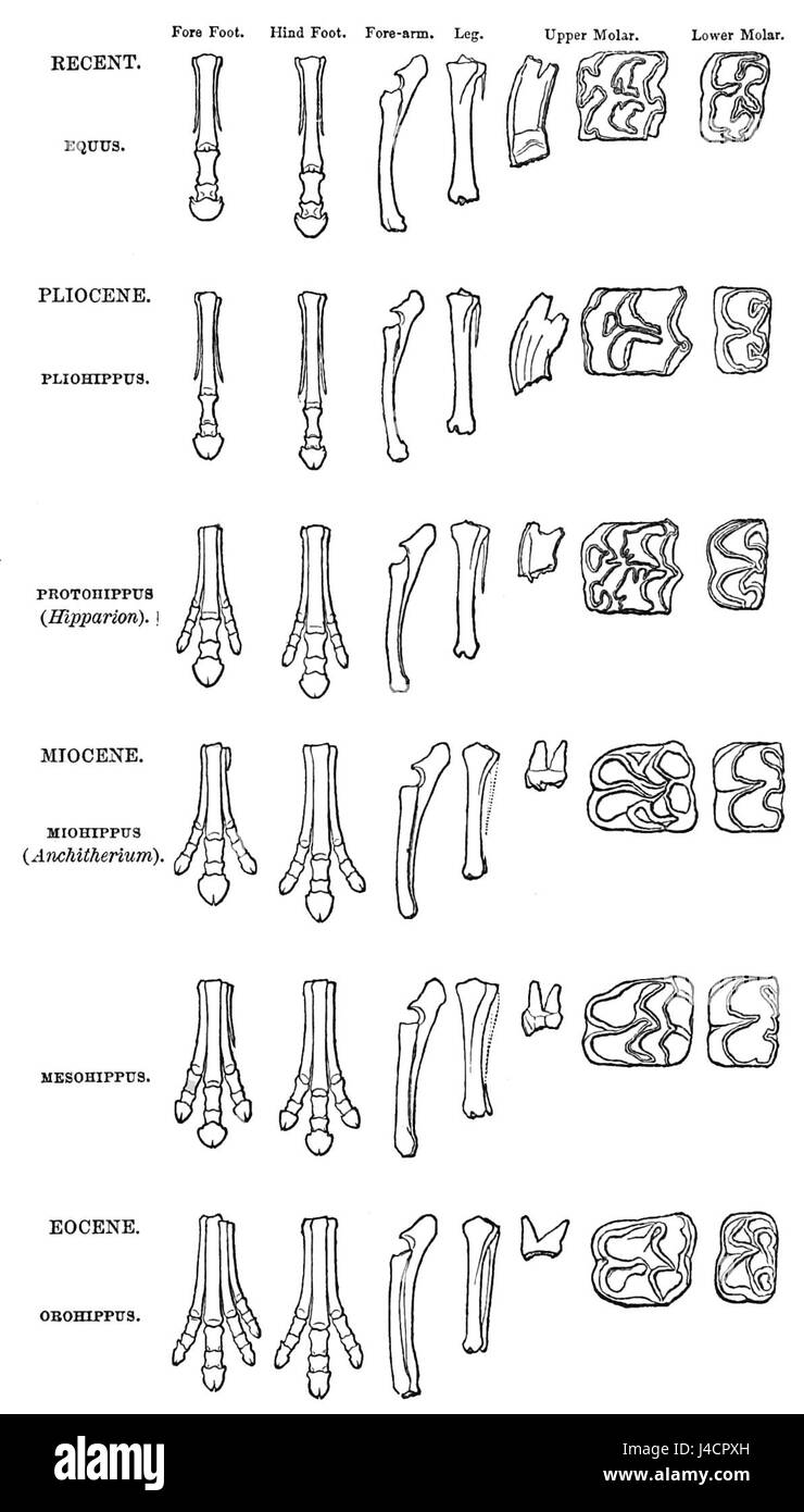 PSM V10 D309 la structure osseuse change au fil du temps Banque D'Images PSM V10 D309 la structure osseuse change au fil du temps Banque D'Images