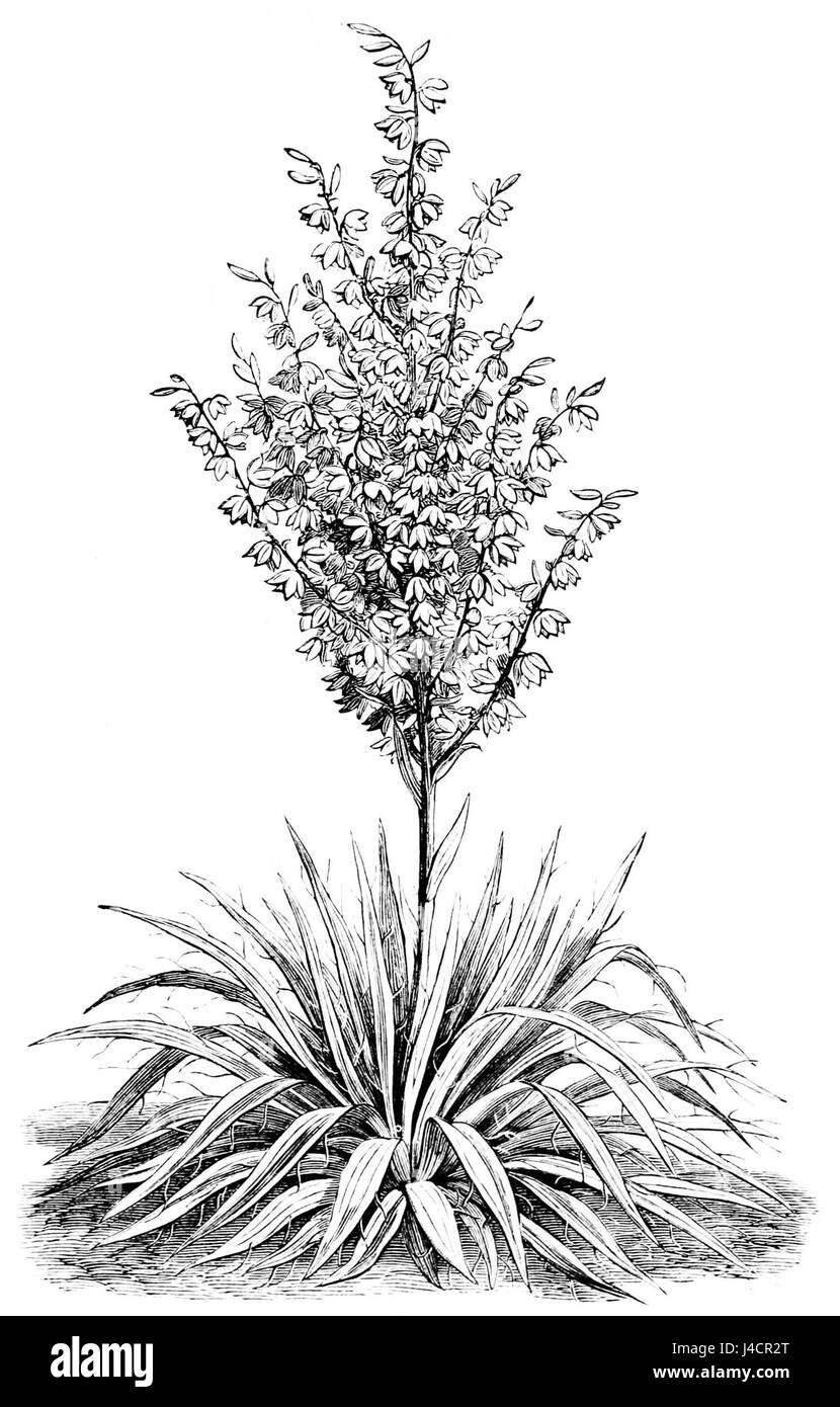 PSM V05 D147 Yucca plante Banque D'Images