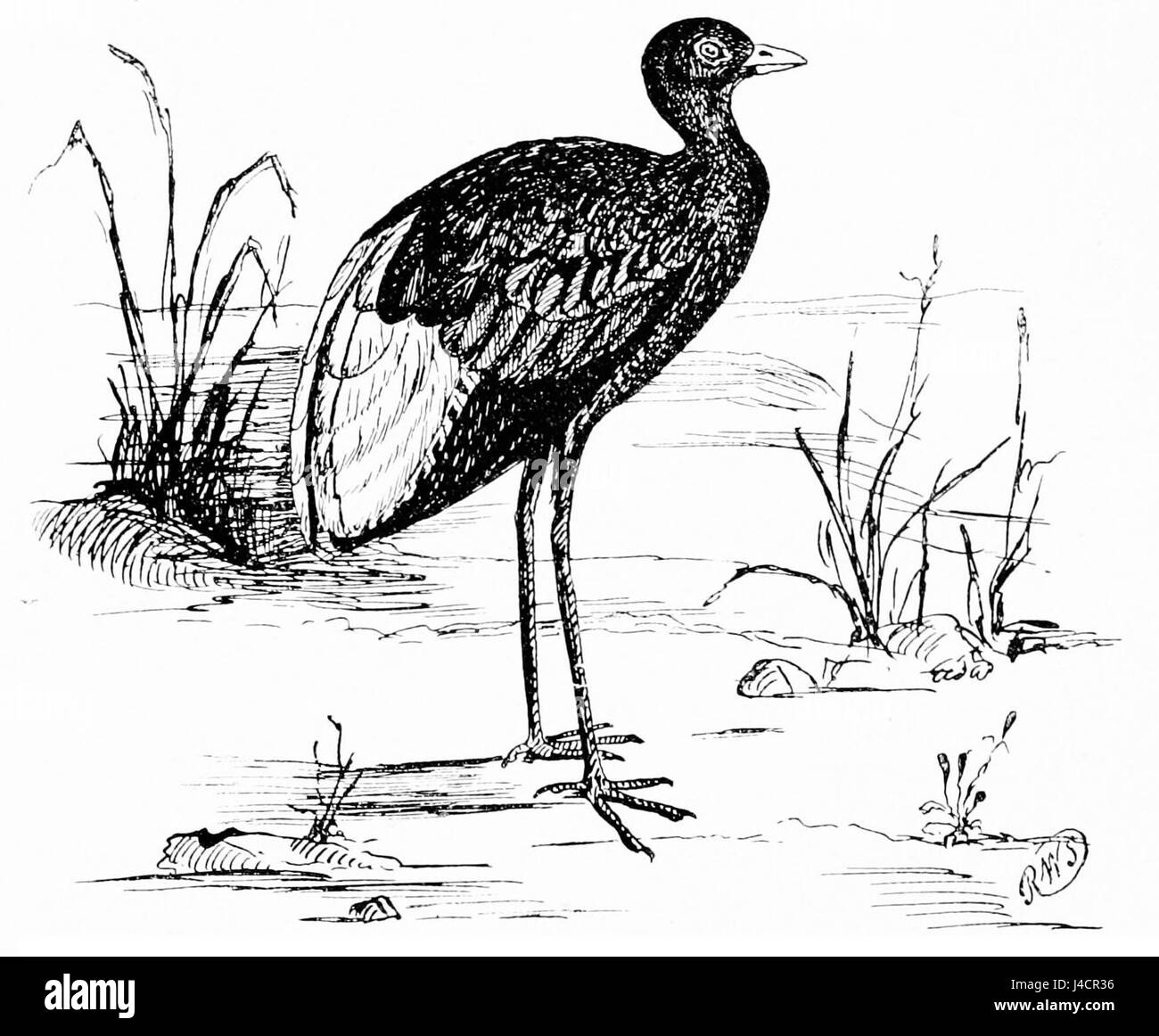 Cette image montre Psophia leucoptera, également connu sous le nom d'oiseau trompettiste. Connue pour son appel fort, cette espèce d'oiseau est originaire des forêts d'Amérique du Sud, en particulier de l'Amazonie, et est connue pour son comportement social et ses vocalisations. Banque D'Images