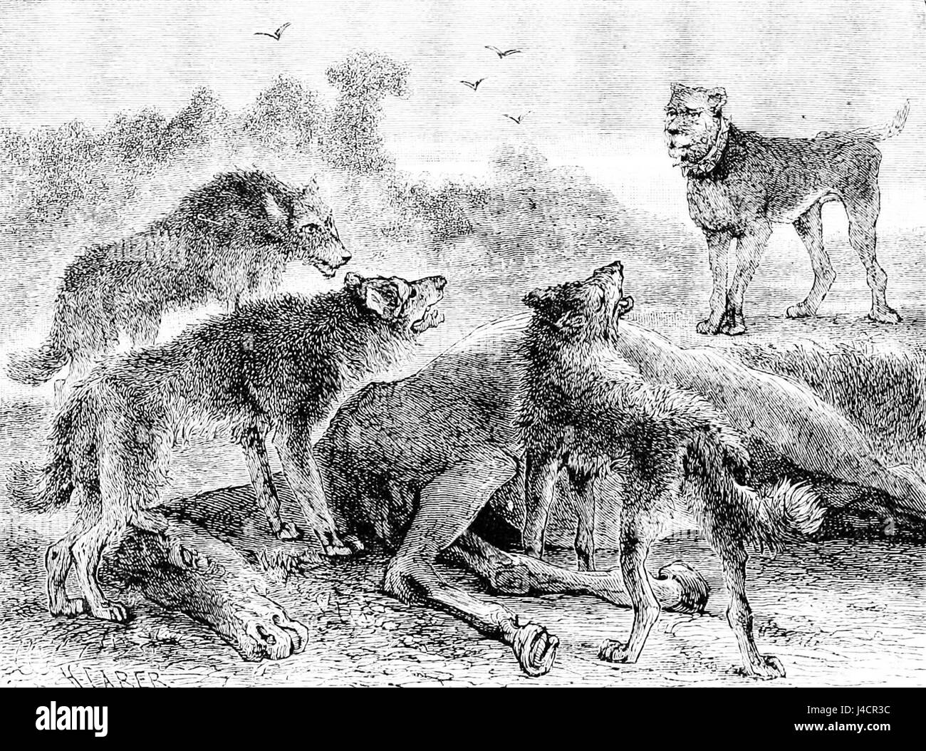 PSM V22 D620 chiens sauvages de la Syrie Banque D'Images PSM V22 D620 chiens sauvages de la Syrie Banque D'Images