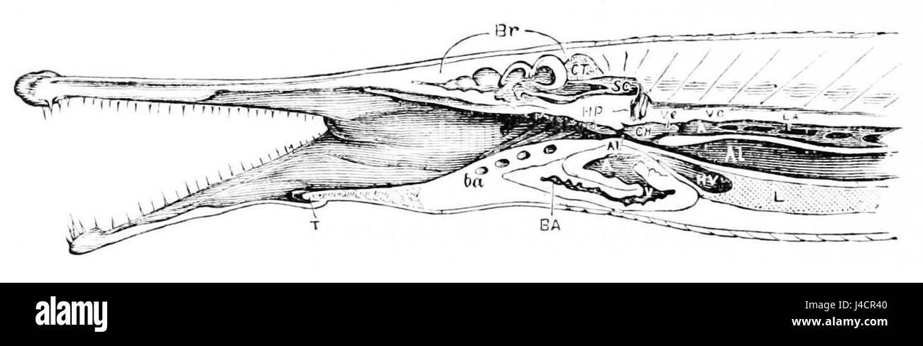 PSM V11 D018 Gar pike longitudonal section head Banque D'Images