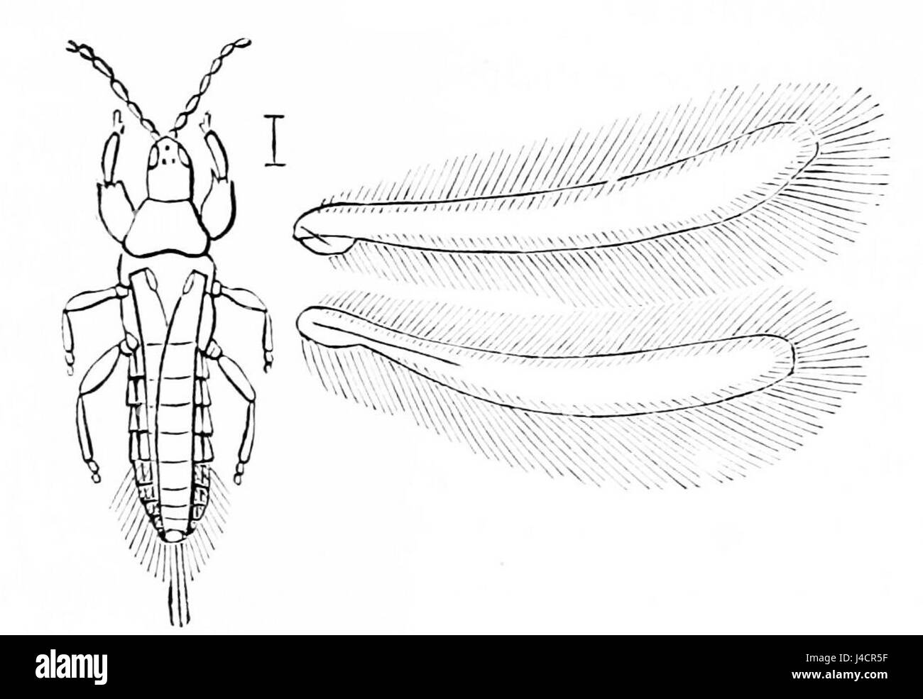 PSM V05 D174 Les Thrips Banque D'Images