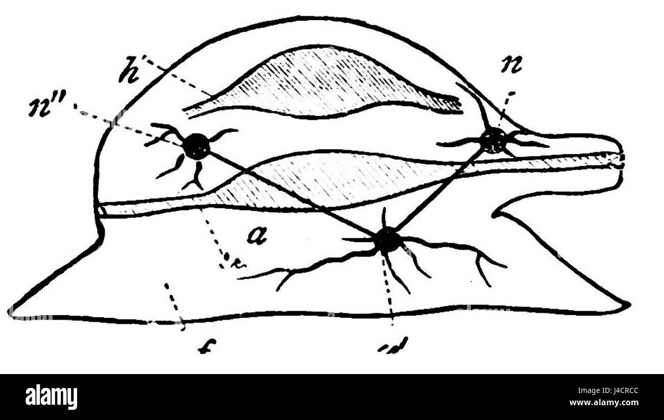 PSM V19 D483 Diagramme de mollusk Banque D'Images