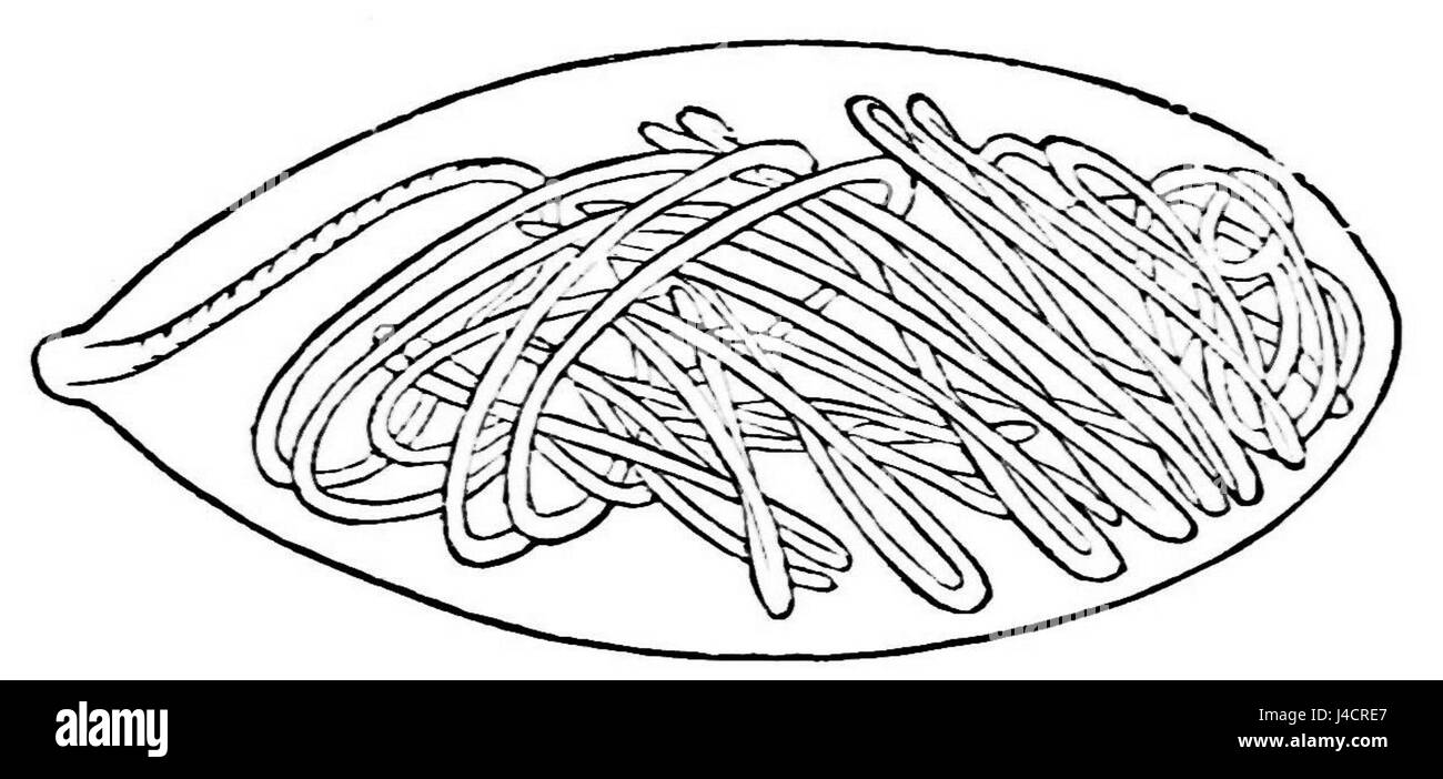 PSM V21 D621 Lasso cellule contenant des filaments de fer barbelé Banque D'Images