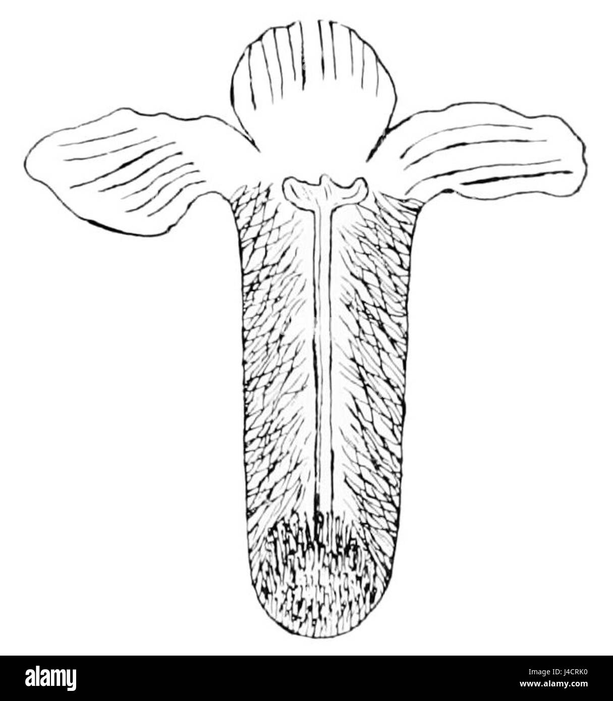Cette image montre une vue en coupe de la plante Mayflower, mettant en évidence spécifiquement les poils sur sa surface. Il fait partie d’une illustration scientifique ou d’une étude botanique. Banque D'Images