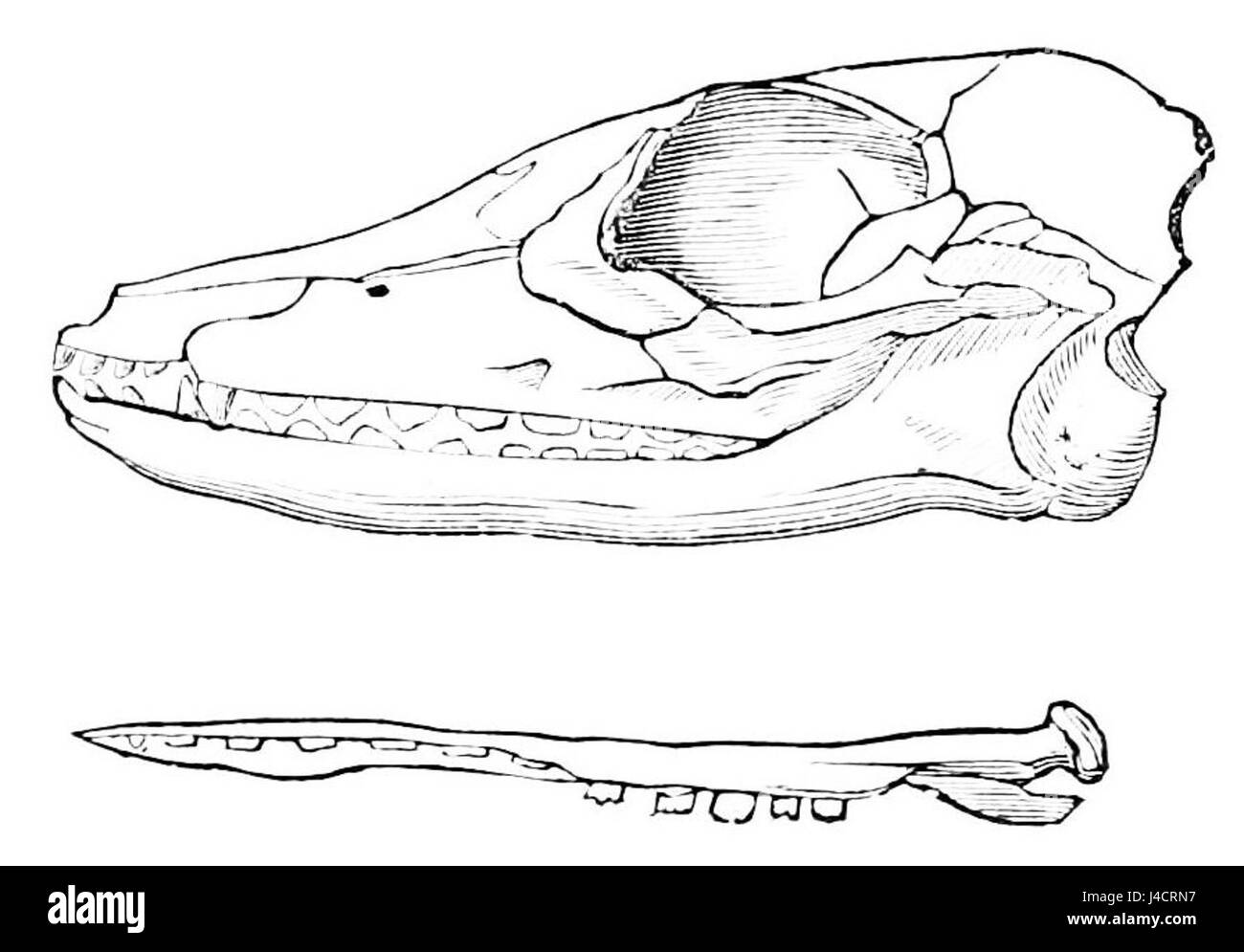 PSM V08 D439 Crâne de myrmecobius Banque D'Images