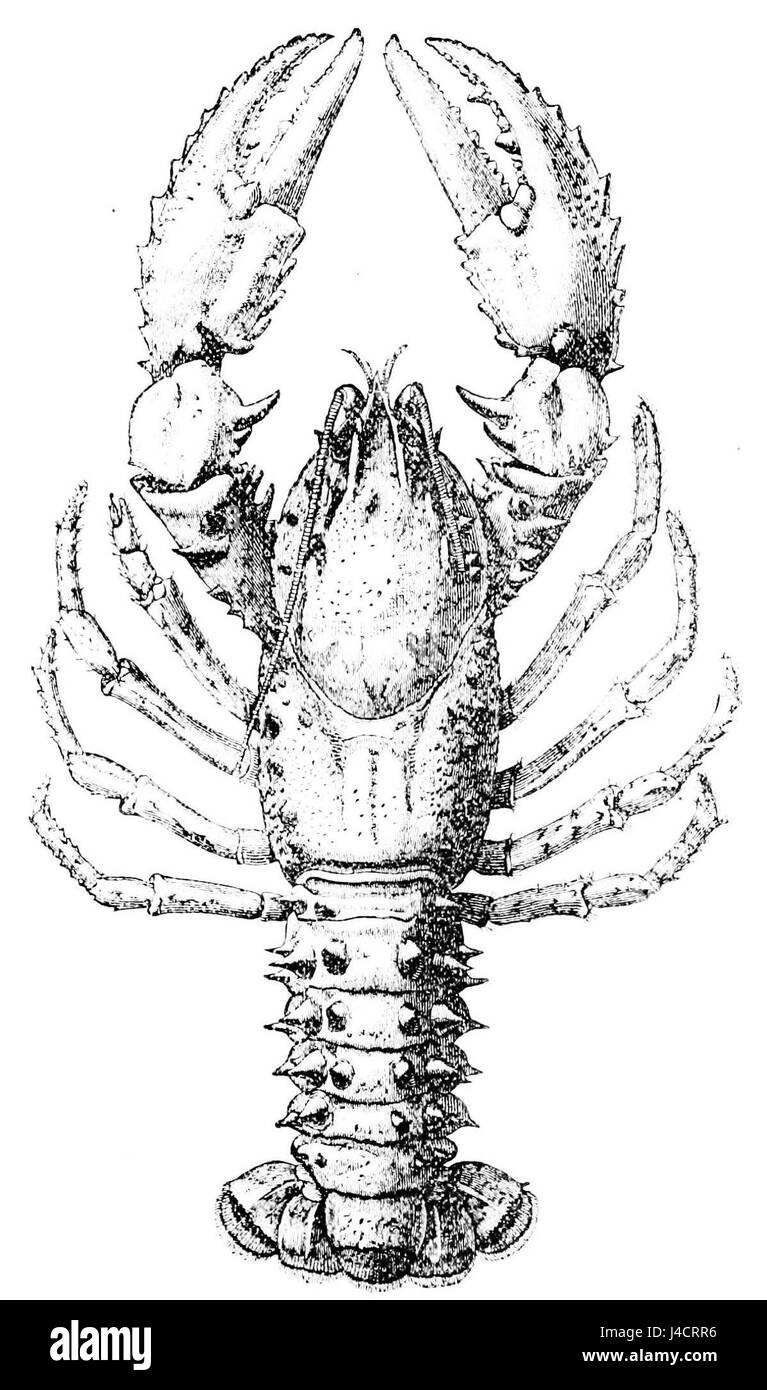 L'écrevisse australienne est une espèce que l'on trouve dans les milieux d'eau douce de toute l'Australie, remarquable par sa taille et son importance écologique dans ses habitats naturels. Banque D'Images