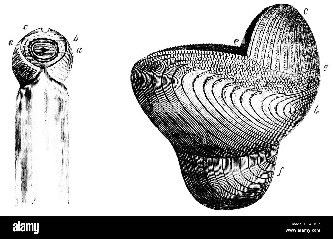 L'image représente une illustration scientifique de l'espèce Teredo, en se concentrant sur ses ouvertures dorsales et postérieures, telles qu'elles sont trouvées en biologie marine. Cette image fait partie de la série PSM V13, contribuant à la compréhension des formes de vie marine et de l'anatomie. Banque D'Images