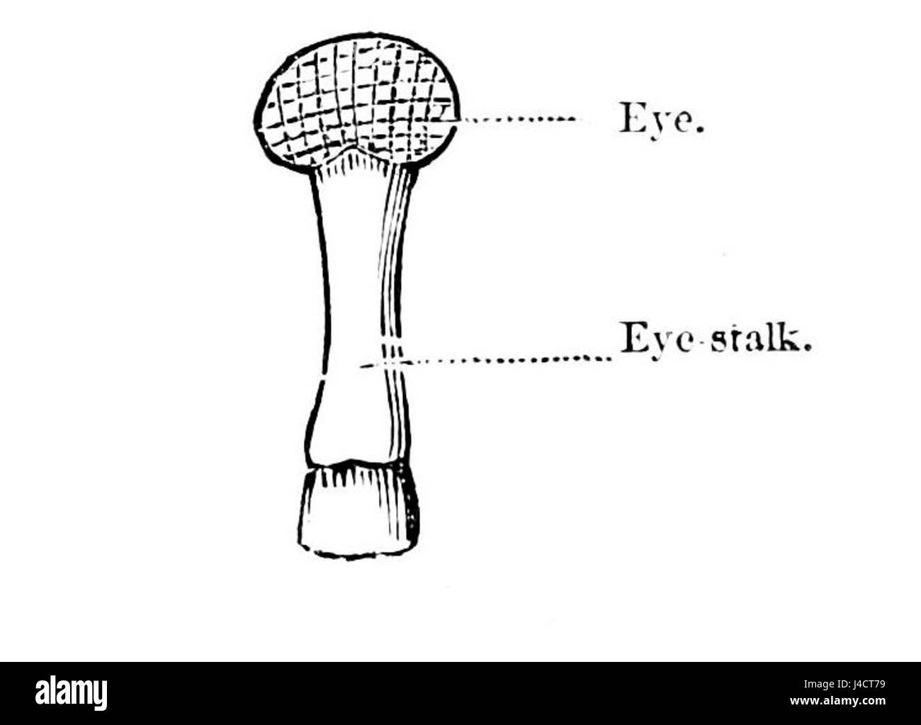 Cette illustration scientifique du journal Popular Science Monthly décrit l'anatomie d'un homard, en se concentrant sur la structure de ses yeux et de sa tige. Le dessin détaillé aide à comprendre la biologie des crustacés. Banque D'Images