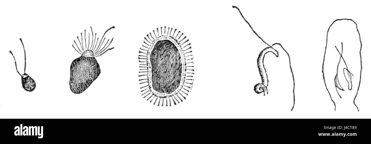 PSM V02 D0296 Zoospores Banque D'Images