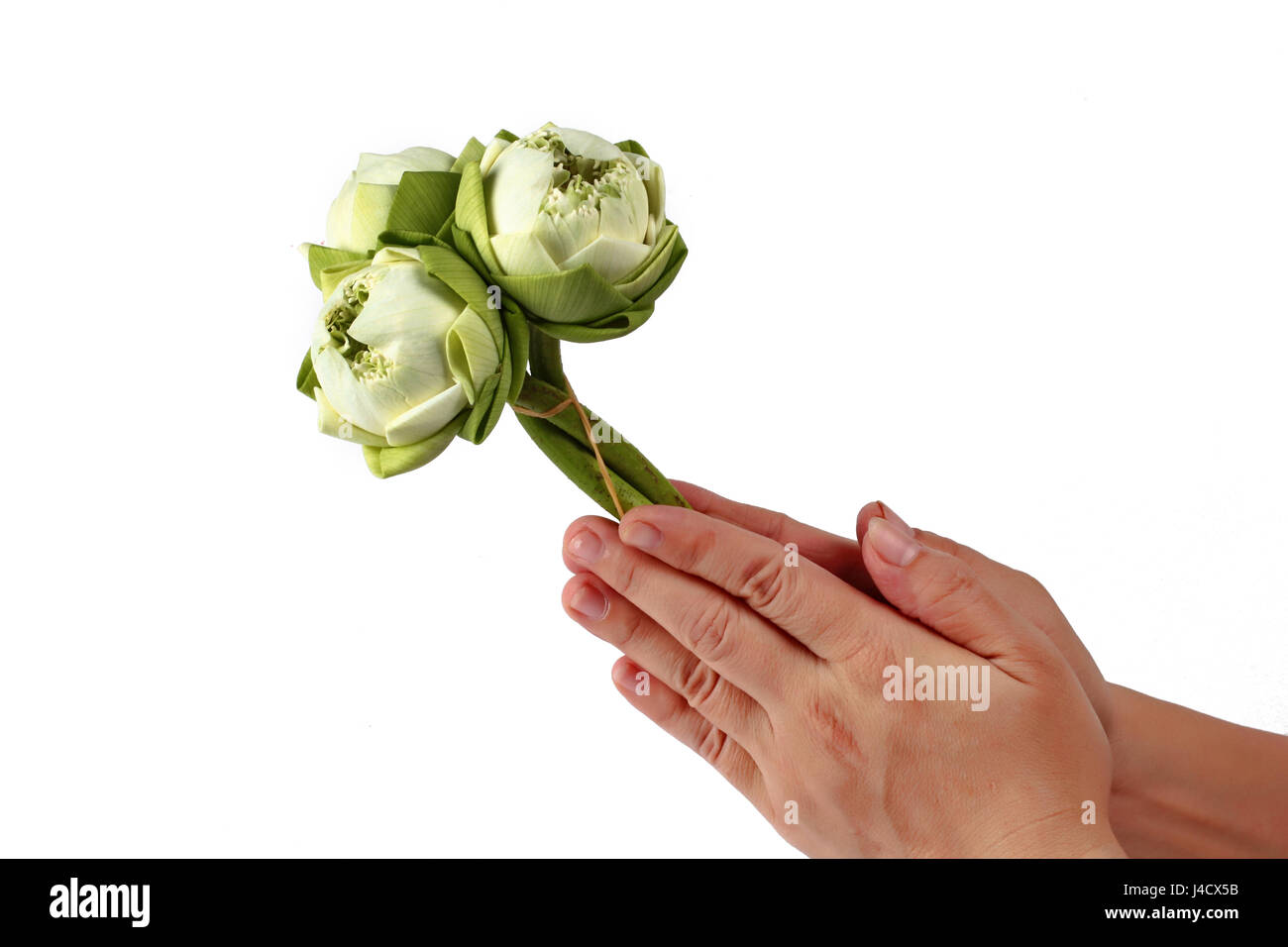 Lotus blanc pour mendicité bouddhiste,mettre les paumes des mains ensemble en saluer ,isolé sur fond blanc. Banque D'Images