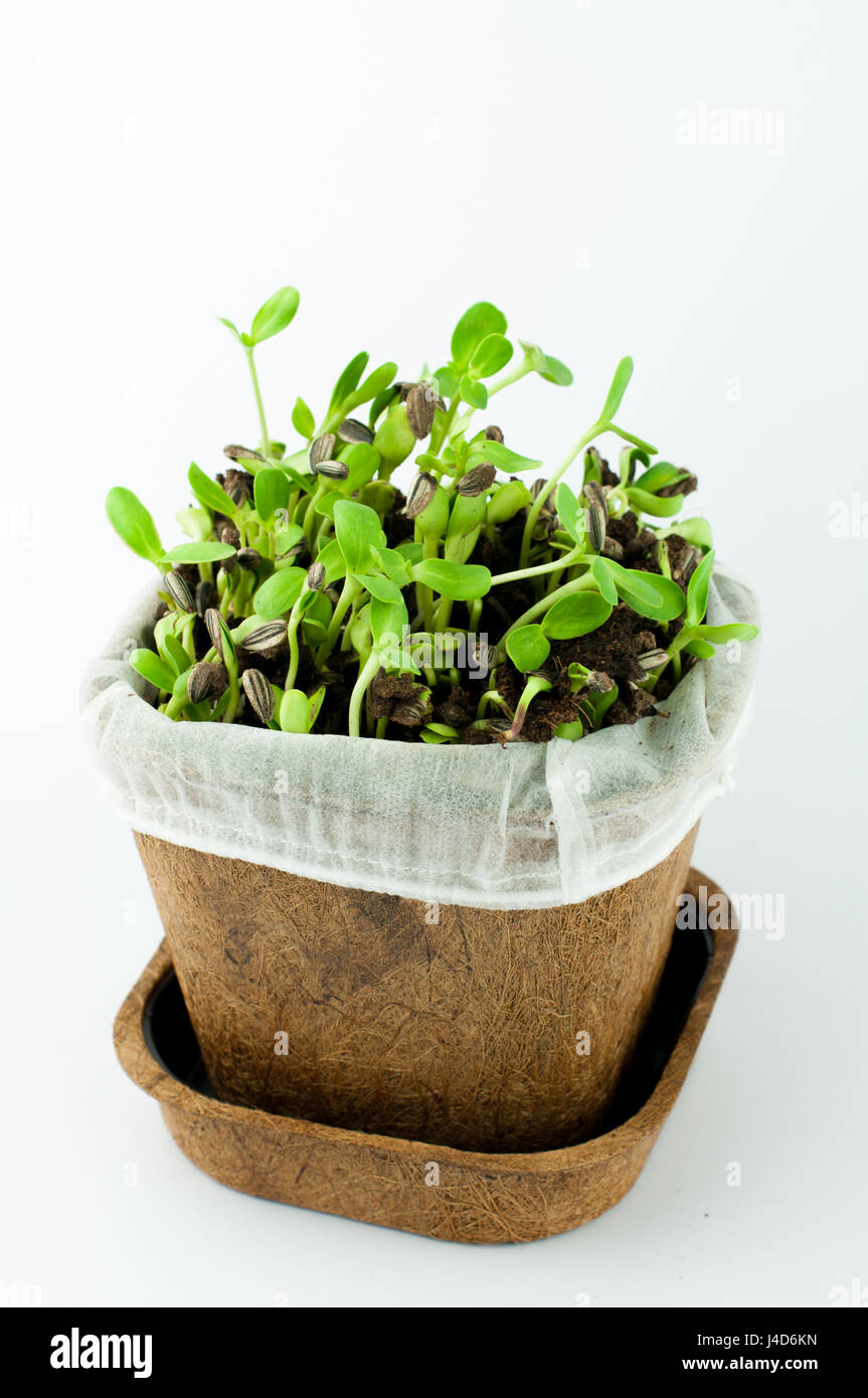 De nouvelles pousses de tournesol Bio Né sur le sol noir dans un pot fabriqué à partir de fibres végétales en isolé sur fond blanc Banque D'Images