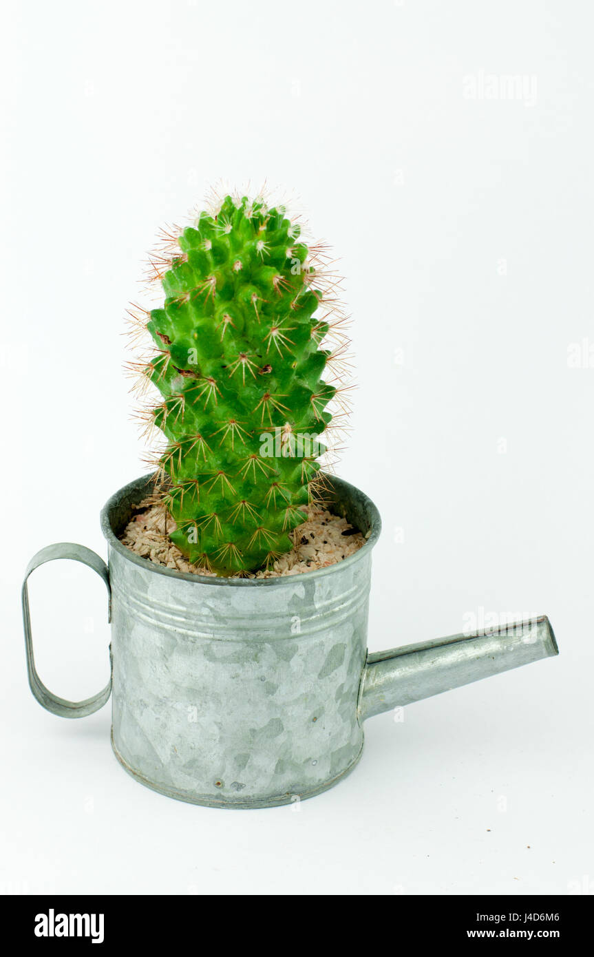 Cactus vert dans un petit Arrosoir style Vintage en aluminium blanc fond isolé en Banque D'Images