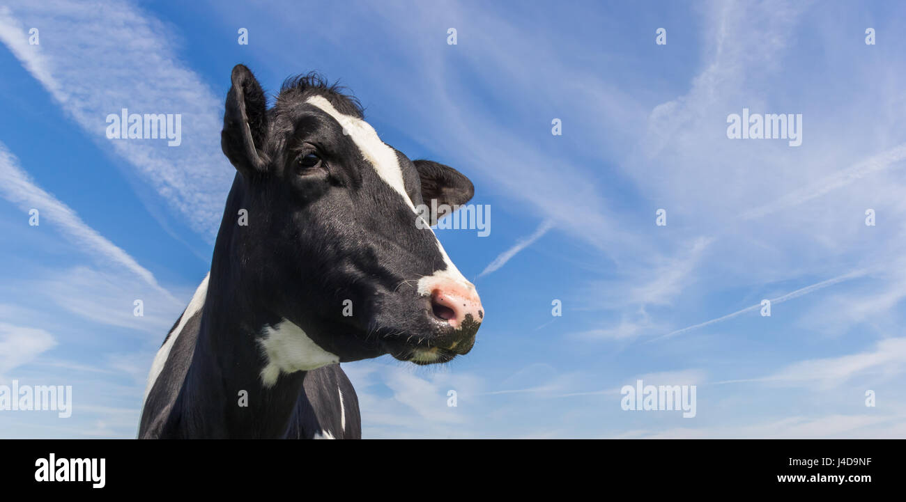 Portrait d'une vache noir et blanc contre un ciel bleu Banque D'Images