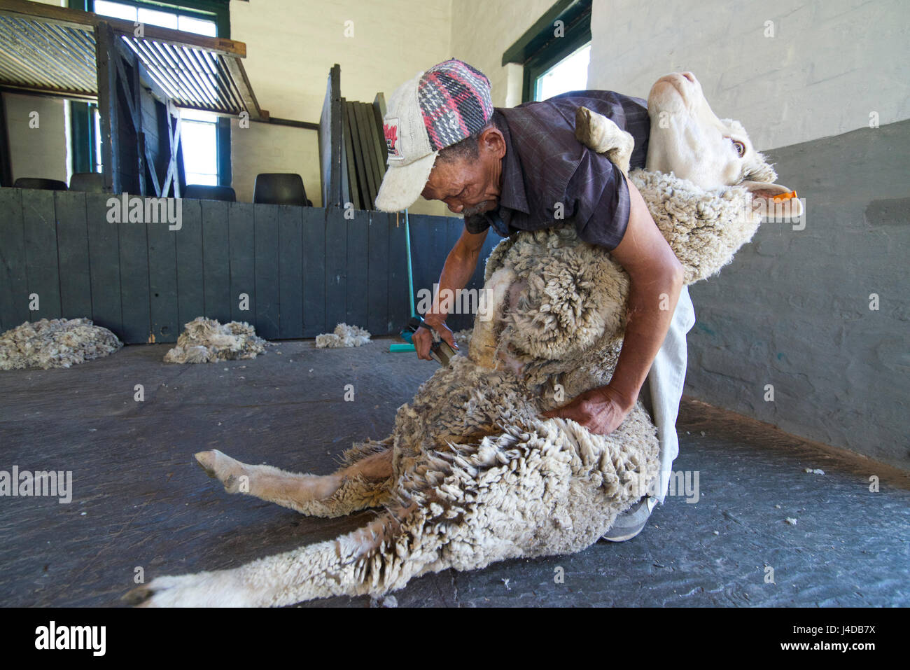 La tonte des moutons Ganora Guest Farm près de Nieu Bethesda Karoo Cap Afrique du Sud Banque D'Images