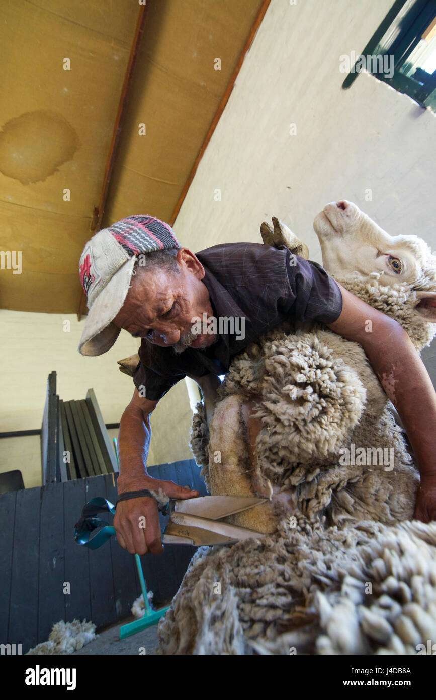 La tonte des moutons Ganora Guest Farm près de Nieu Bethesda Karoo Cap Afrique du Sud Banque D'Images