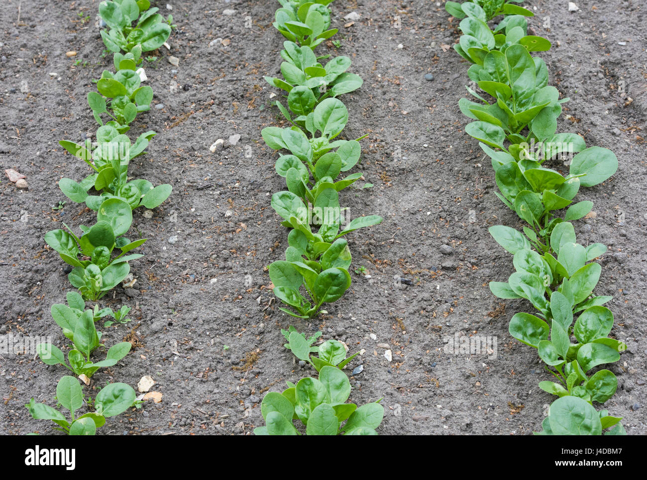 Spinacia oleracea. Les jeunes épinards 'Medania' plantes en lignes dans un jardin potager. UK Banque D'Images