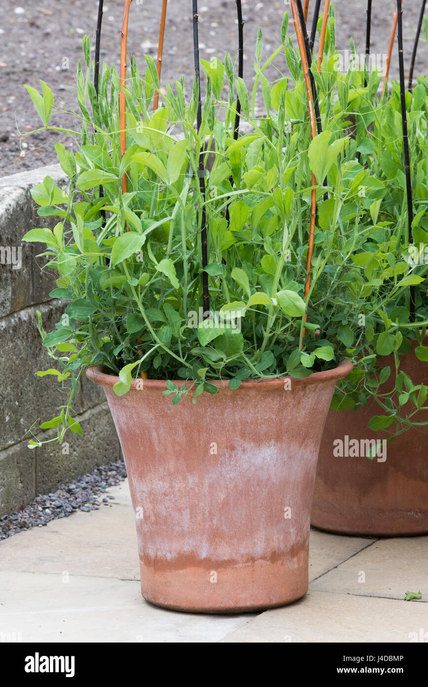 Lathyrus odoratus. Les petits pois dans un grand pot en terre cuite soutenu par un châssis wigwam stick au printemps. UK Banque D'Images