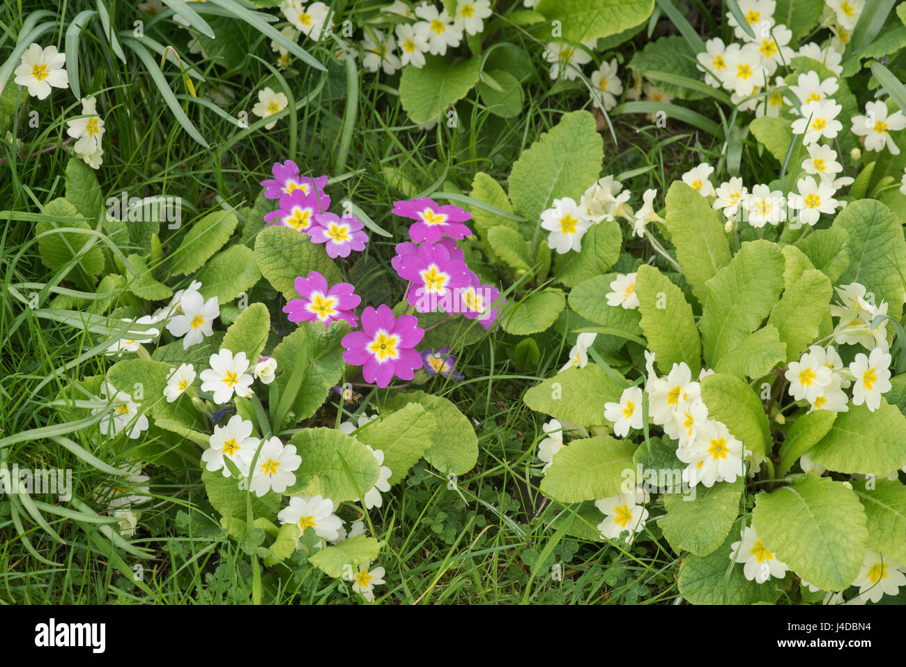 Primula vulgaris subsp. vulgaris Primula et sibthorpii. La primevère des fleurs au printemps. UK Banque D'Images