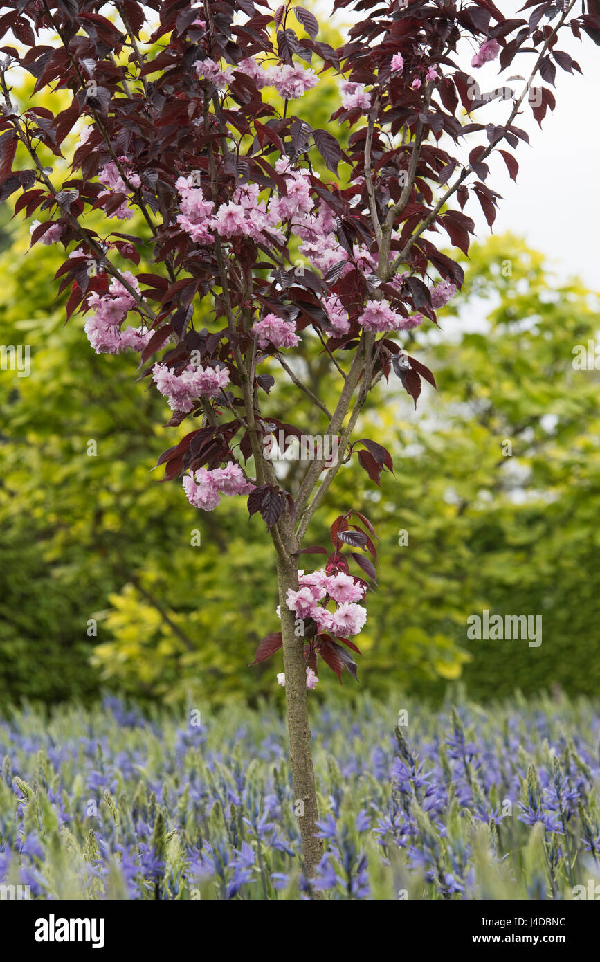 Prunus 'Royal Burgundy'. Japanese flowering cherry tree in blossom en face de Camassia leichtlinii fleurs à RHS Wisley Gardens. Surrey, Angleterre Banque D'Images