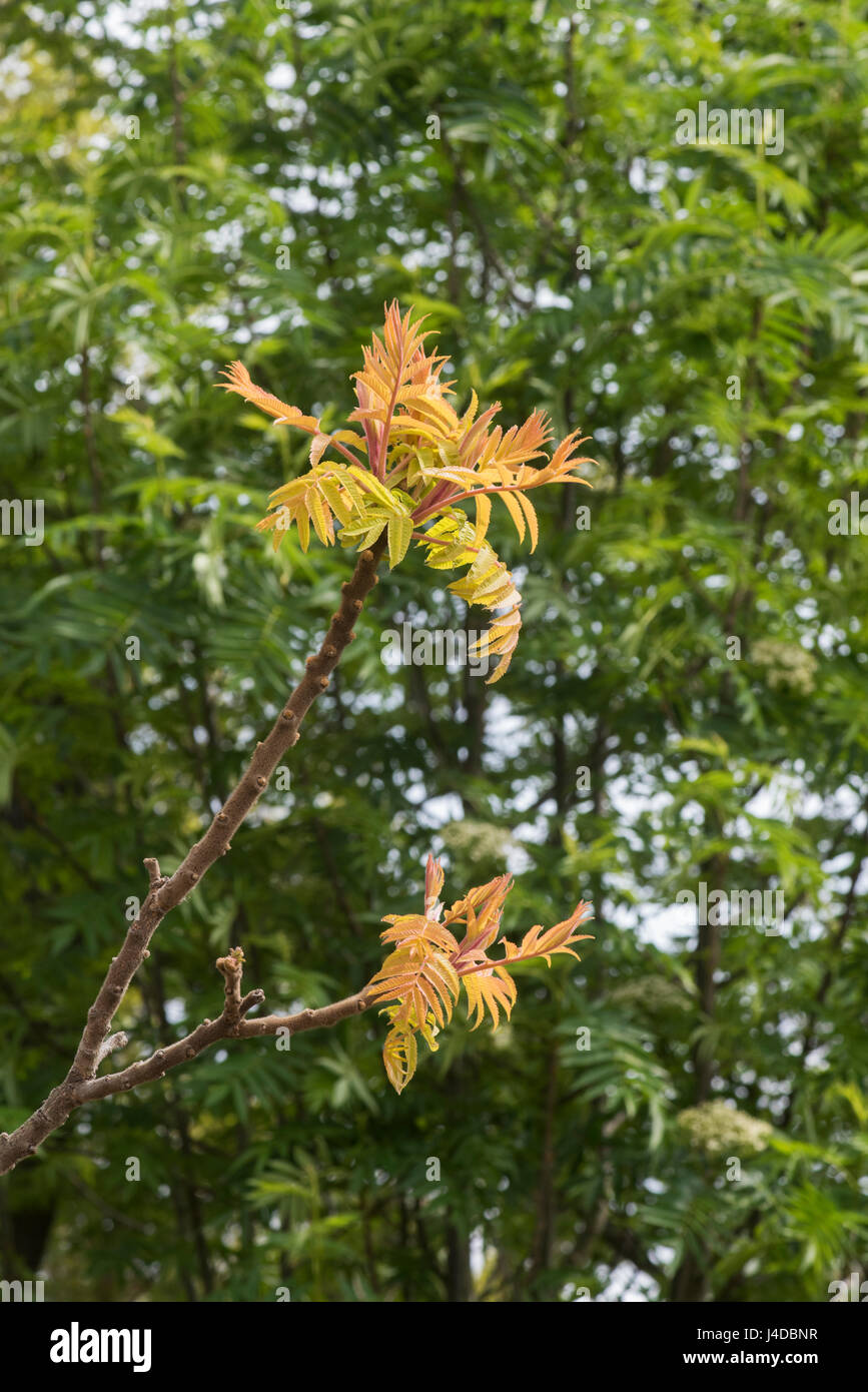 Rhus typhina 'Rayonnement' . Sumach Radiance ''. Staghorn Sumach feuilles en avril. UK Banque D'Images