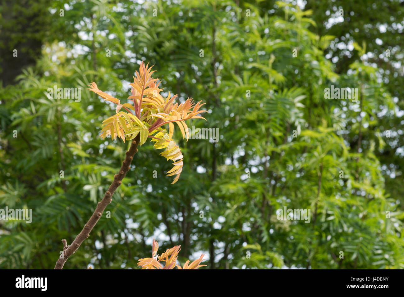 Rhus typhina 'Rayonnement' . Sumach Radiance ''. Staghorn Sumach feuilles en avril. UK Banque D'Images
