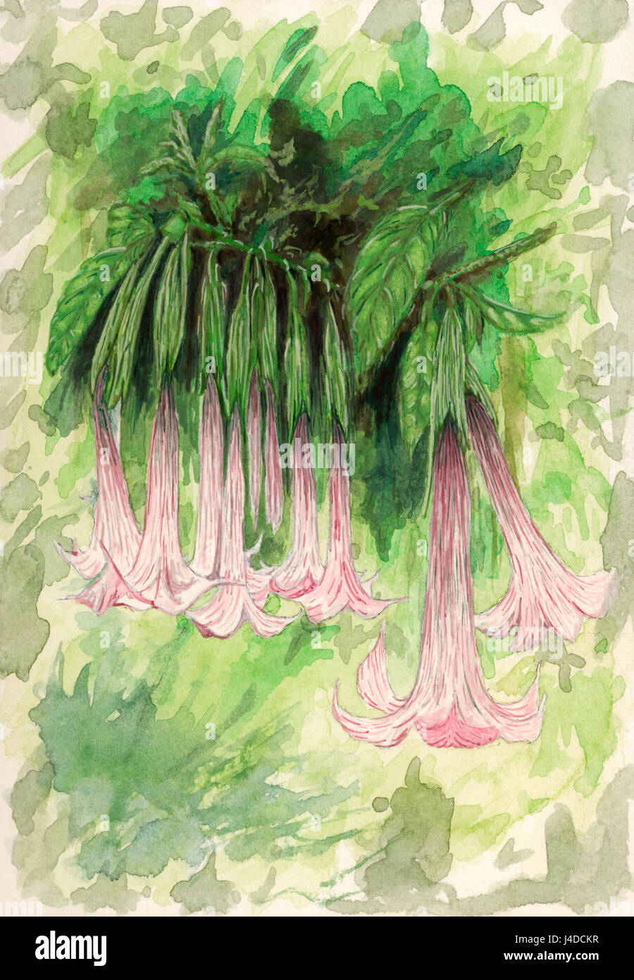 Angel's Trumpet (Brugmansia) fleurs. Gouache sur papier. Banque D'Images