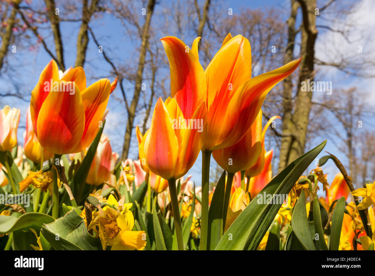 Tulipes et fleurs sur le Keukenhof Banque D'Images