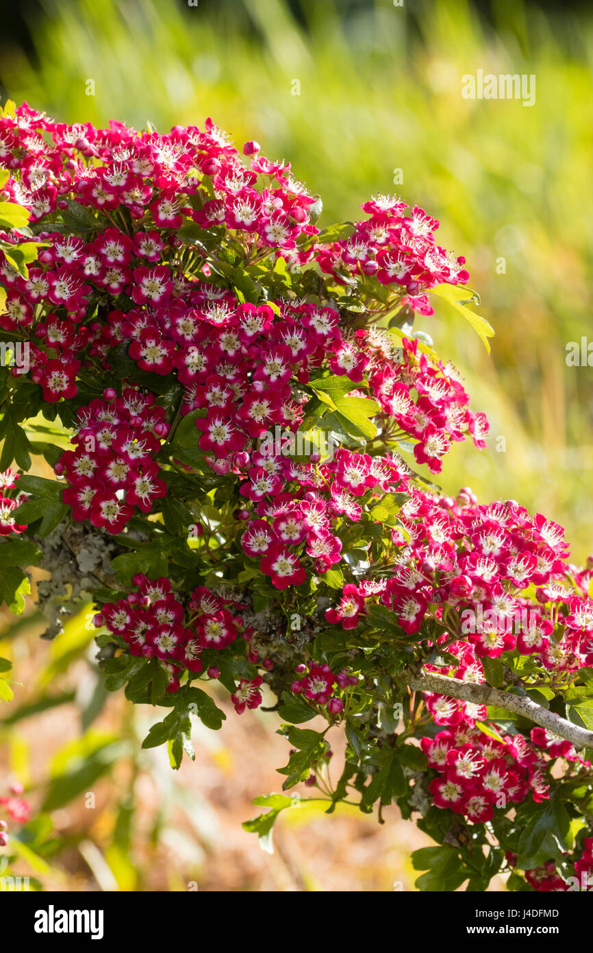 Fleurs rouges aux yeux blancs de la hardy petit arbre, à feuilles caduques aubépine Crataegus laevigata 'Crimson Cloud' Banque D'Images