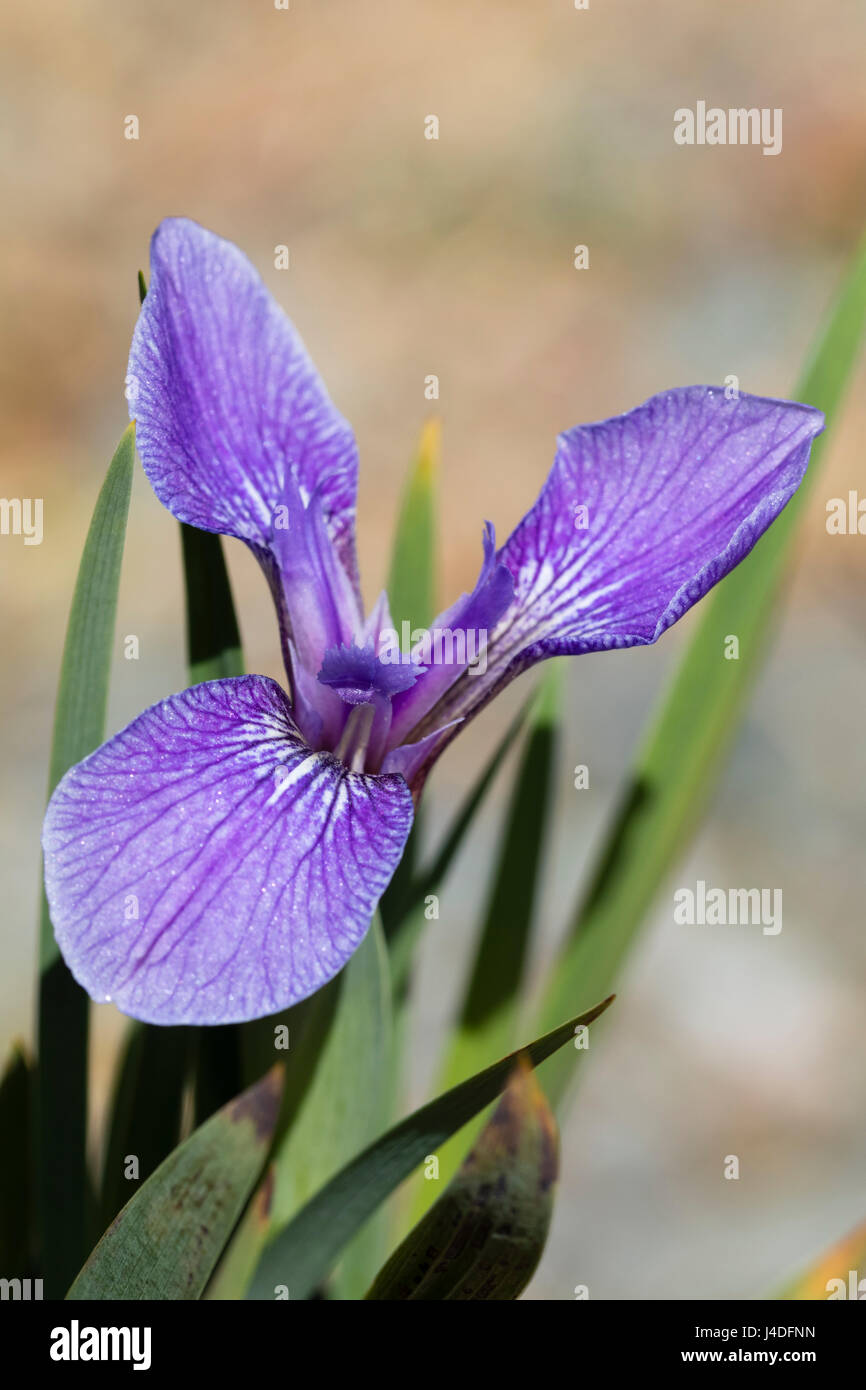 De l'Arctique Singleflower nain Iris, iris setosa, une espèce résistante pour alpine d'appoint Banque D'Images