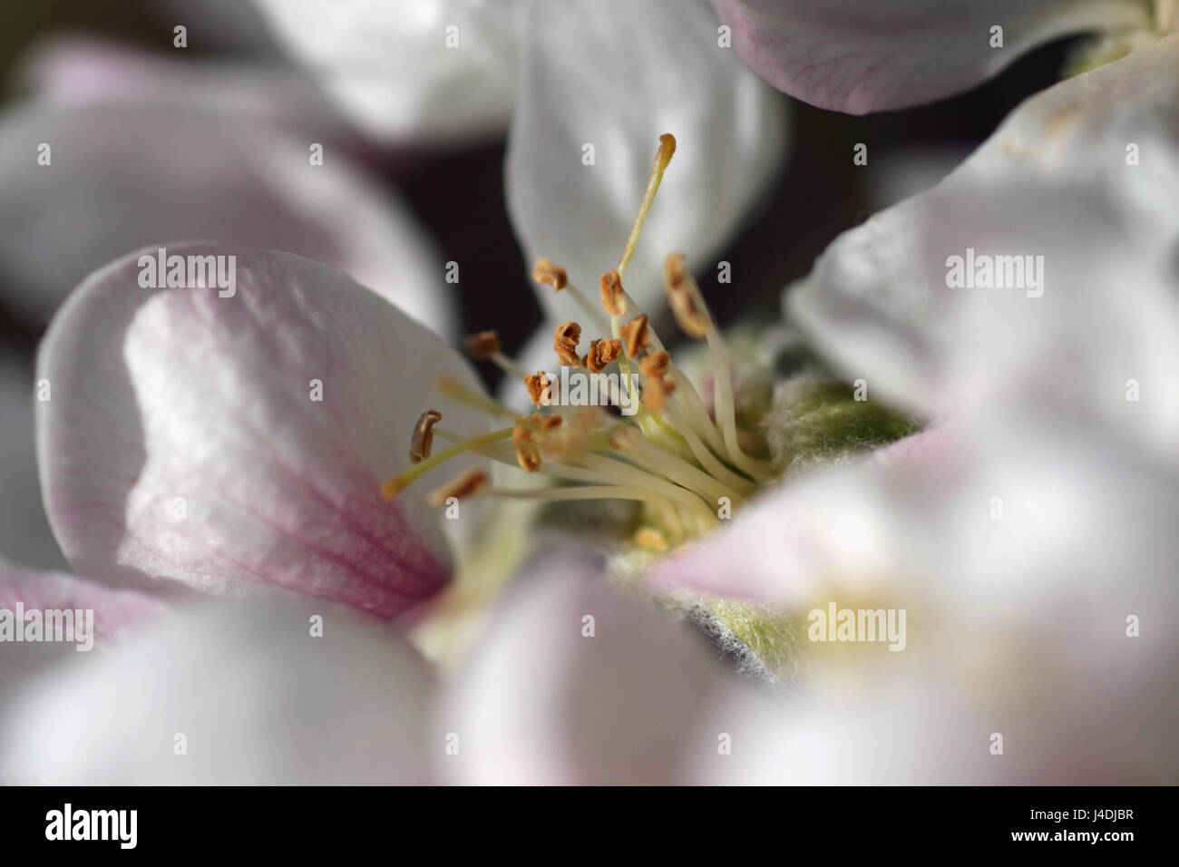 Apple Blossom montrant la stigmatisation et l'étamine , profondeur de champ d'attirer l'attention vers le centre de la fleur. Banque D'Images