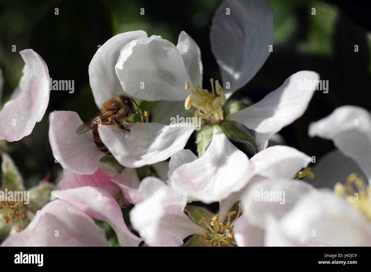 Abeille et fleur de pommier sur un après-midi de printemps. Banque D'Images