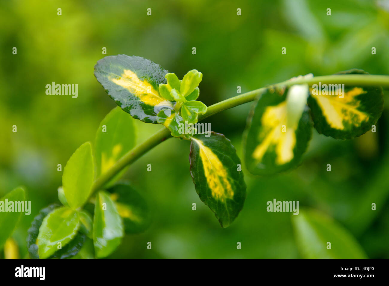 De l'eau gouttelettes vert intensif sur les feuilles humides dans le jardin après la pluie Banque D'Images