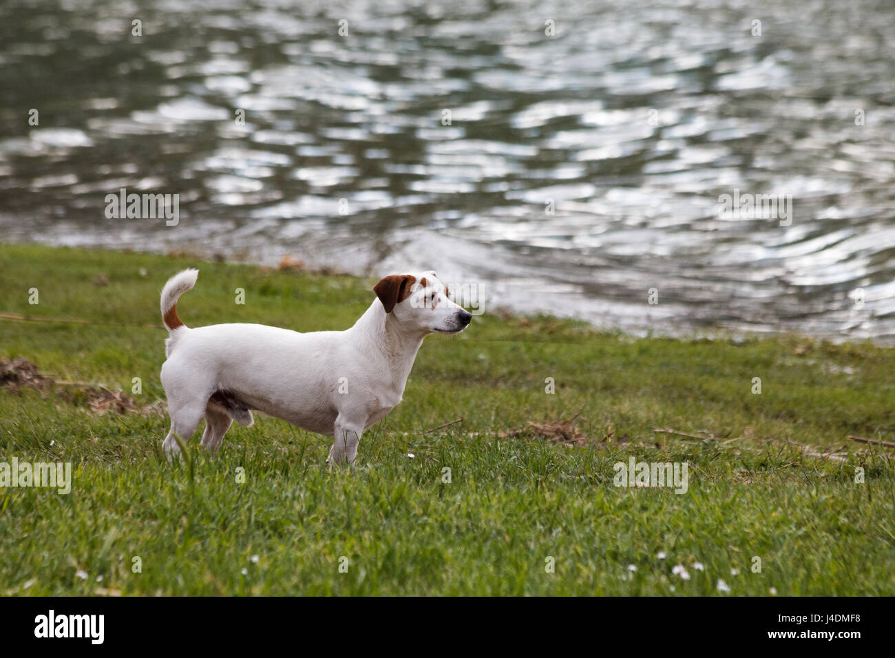 Un petit chien blanc sur l'herbe près d'un lac Banque D'Images