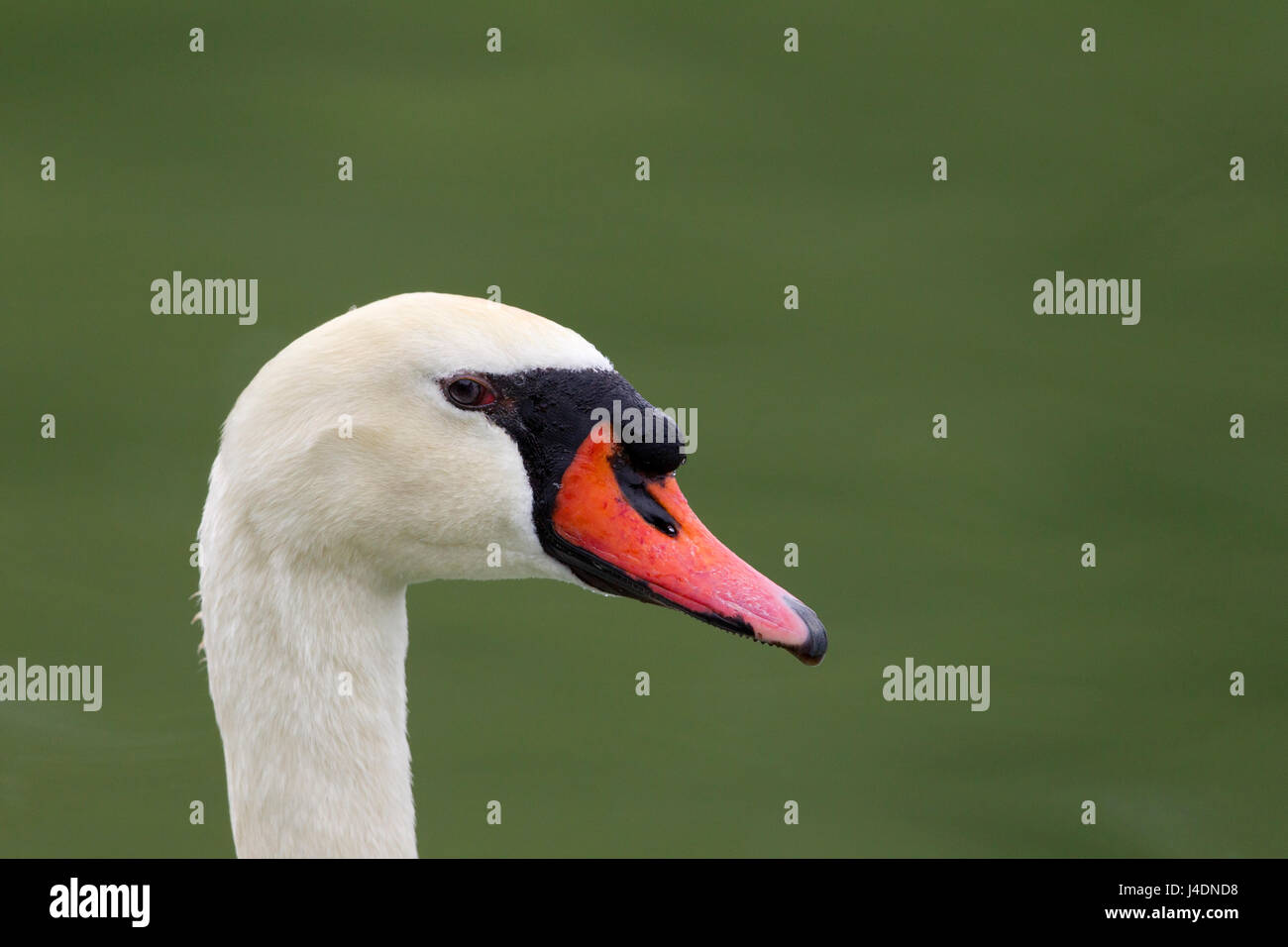 Cygne tuberculé Banque D'Images