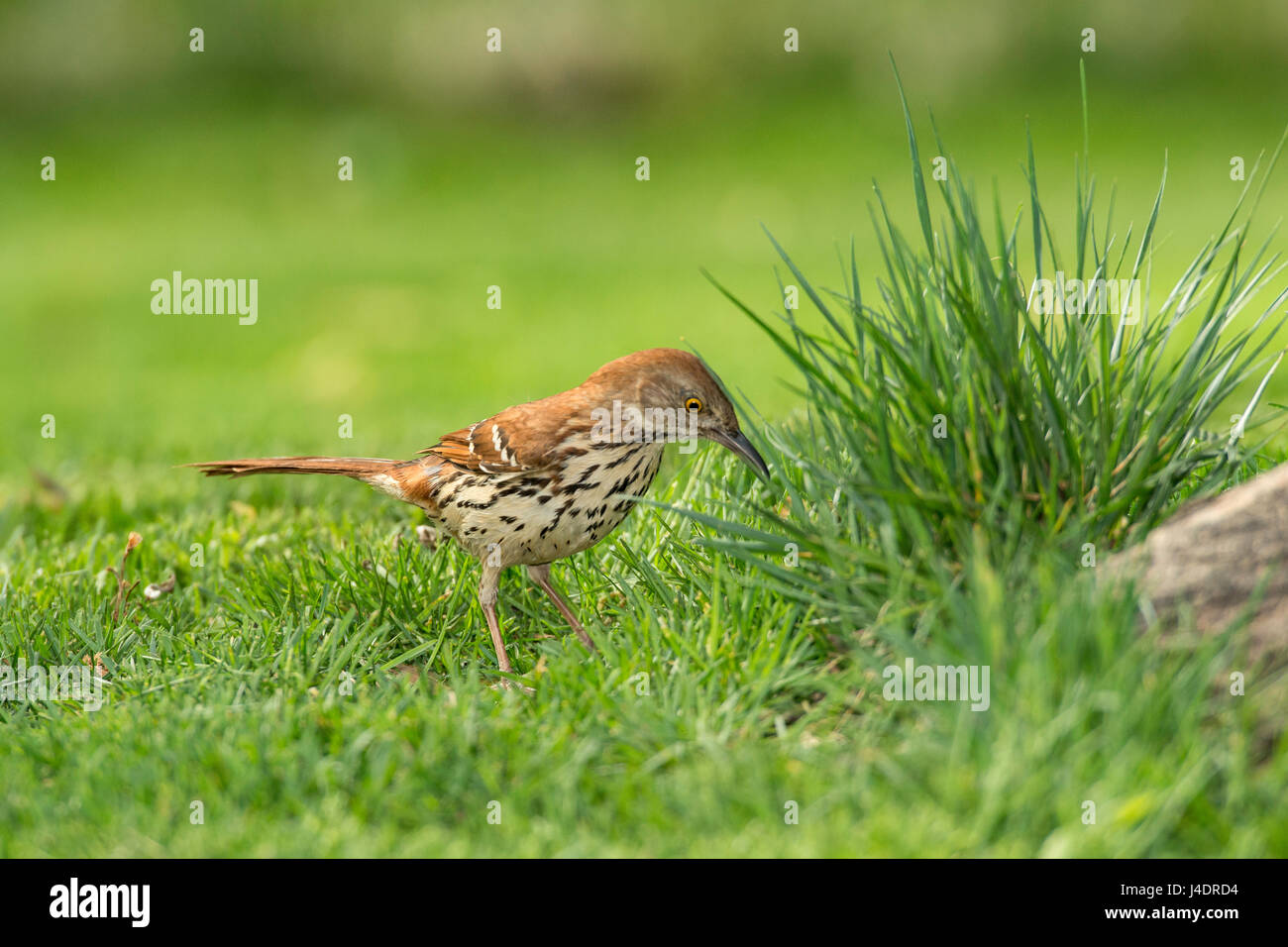 Brown Thrasher de nourriture dans l'herbe verte. Banque D'Images