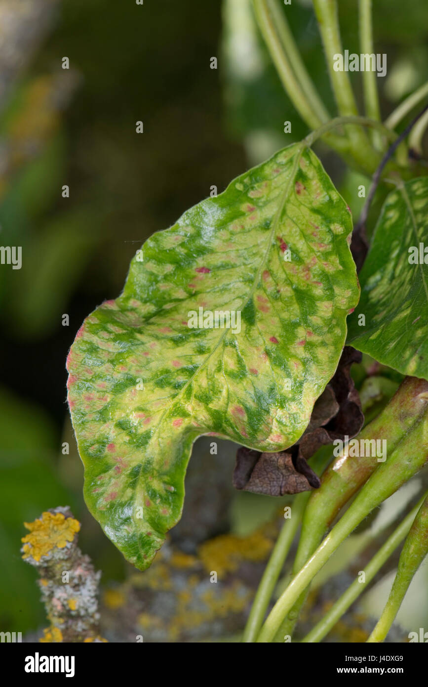 Dommages causés au début de la saison par les acariens blister feuille poire, Eriophyes pyri, pour les feuilles et les fruits des poires, Mai Banque D'Images