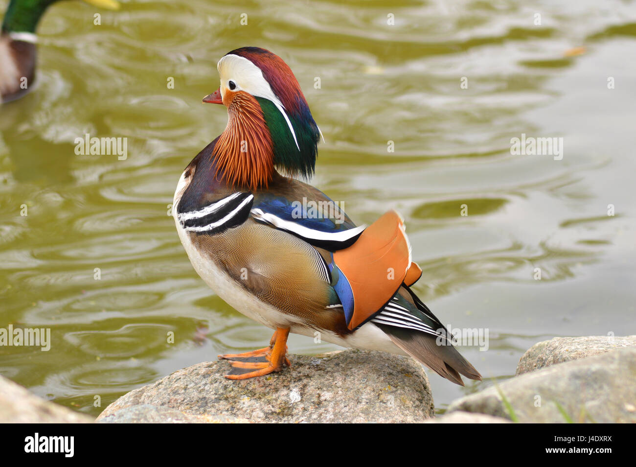 Canard mandarin Aix galericulata mâle debout près de l'eau à un parc Banque D'Images