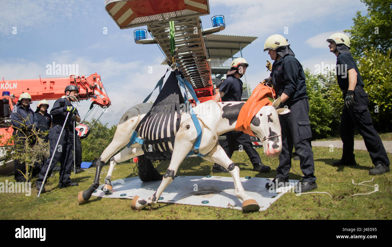 Cologne, Allemagne. Le 11 mai, 2017. Les pompiers de la brigade de pompiers professionnels pratique le sauvetage d'un cheval avec un cheval factice à Cologne, Allemagne, 11 mai 2017. Le Service d'incendie de Cologne affirme être le premier service d'incendie qui organise un atelier pratique pour les techniques spéciales pour grand animal rescue'. Photo : Rolf Vennenbernd/dpa/Alamy Live News Banque D'Images