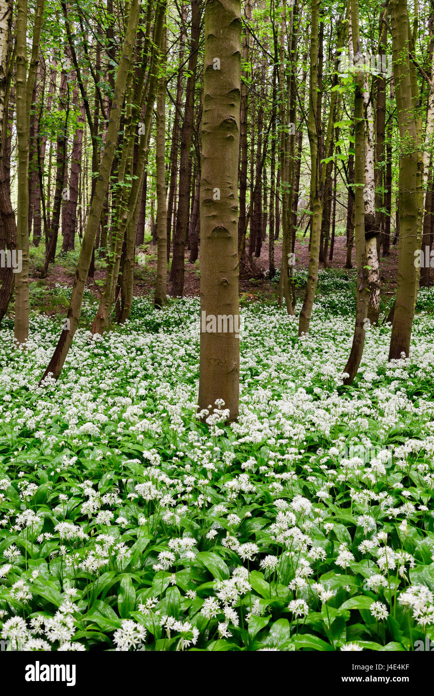 Underwood, Misk Hills, Dorset, UK. 12 mai 2017. Rançon sauvage Fleurs ail sauvage (Allium ursinum) floraison dans un ancien français caduques. Crédit : Ian Francis/Alamy Live News Banque D'Images